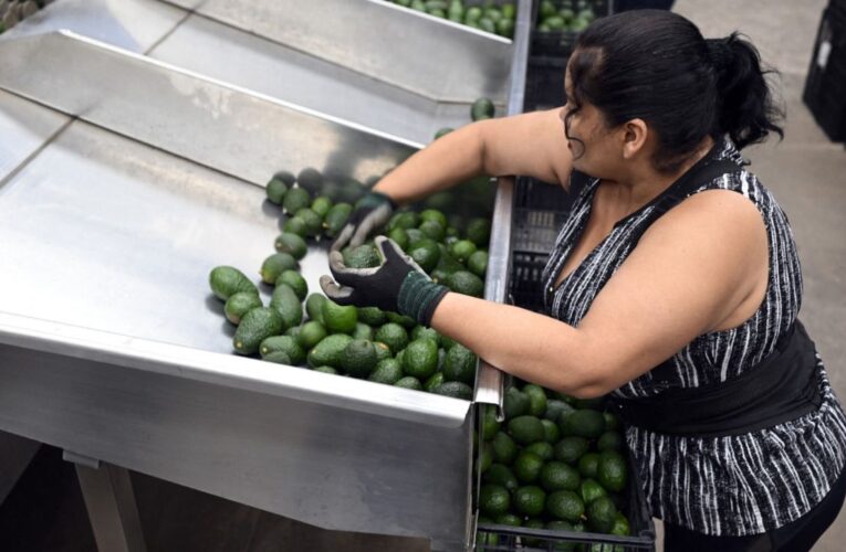 Hoy se normalizan exportaciones de aguacates y mangos a EUA: AMLO