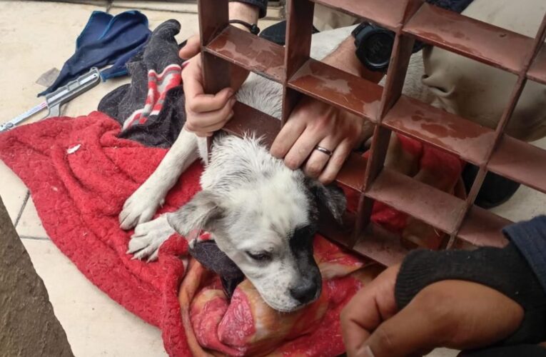 Perrito se queda atorado en puerta; bomberos lo rescataron