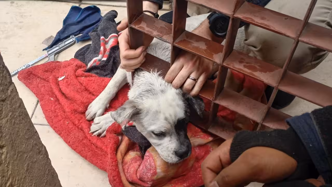 Perrito se queda atorado en puerta; bomberos lo rescataron