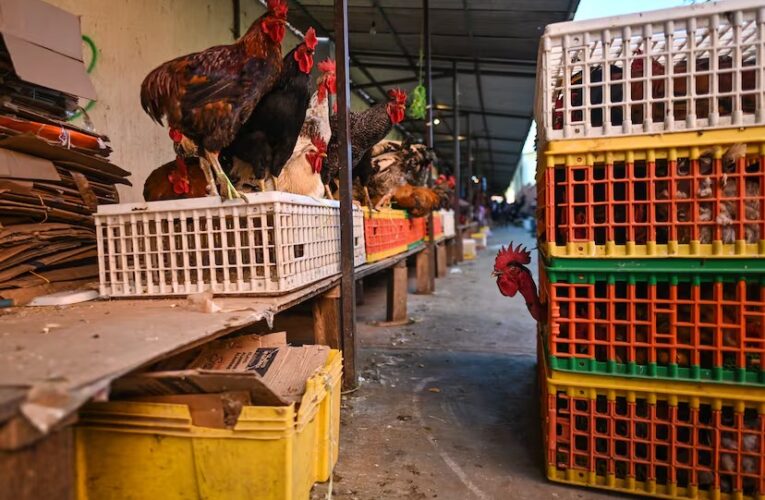 Primera muerte en el mundo por gripe aviar H5N2 en México: OMS y Secretaría de Salud descartan riesgos