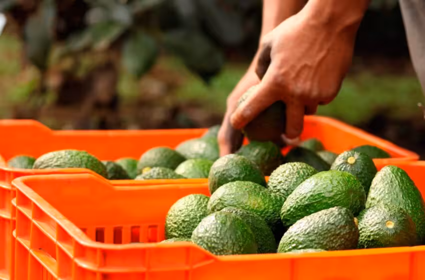 Se pierden 7.5 mdd diarios por suspensión al aguacate mexicano