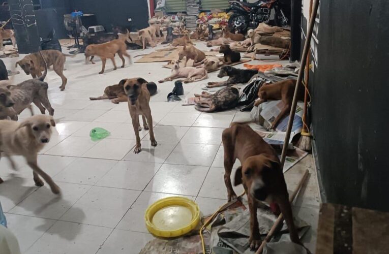 Dan refugio temporal a perritos callejeros en Quintana Roo por “Beryl”