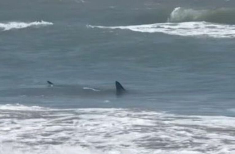 Tiburón ataca a dos personas en Isla del Padre, Texas