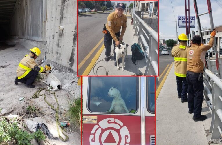 Rescatan a perrito atrapado en Río de las Avenidas en Pachuca