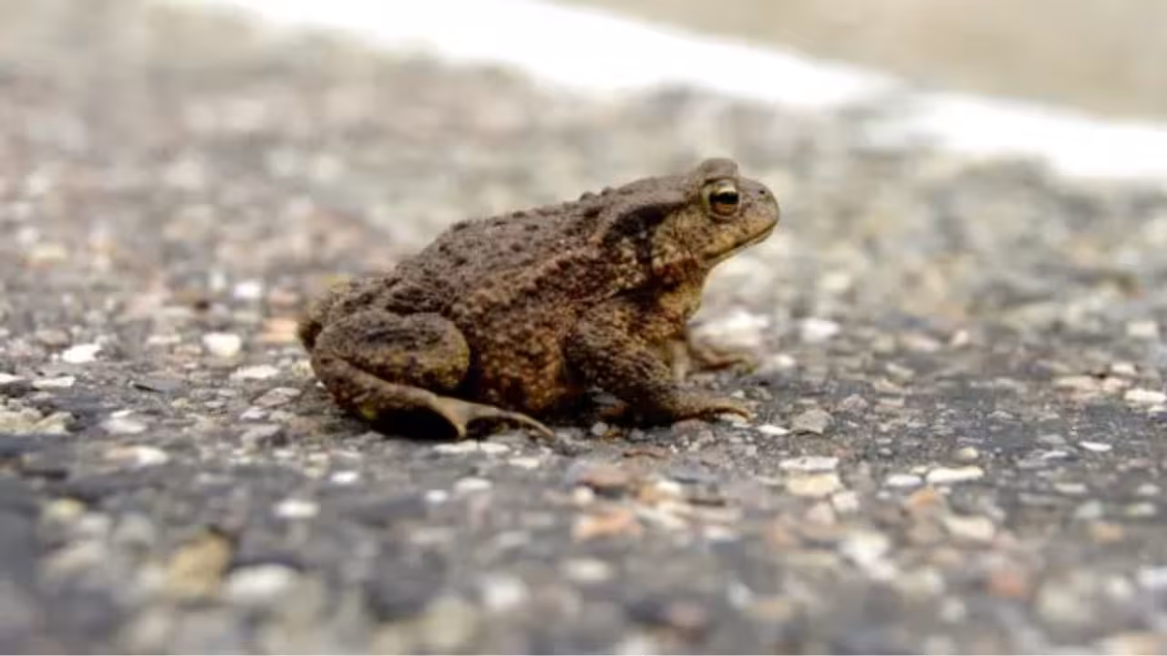 Cientos de sapos invaden carretera a Celestún en Yucatán antes de “Beryl”