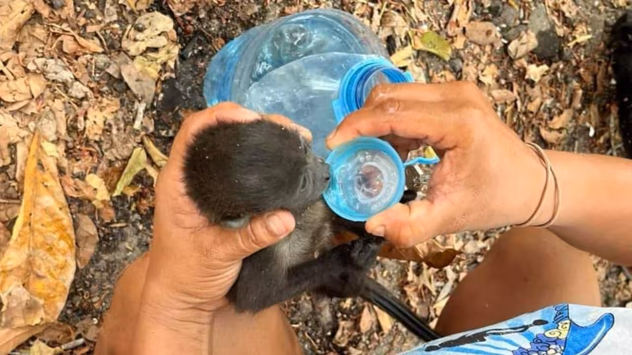 Semarnat asegura que muerte de dos monos fue por complicaciones de salud