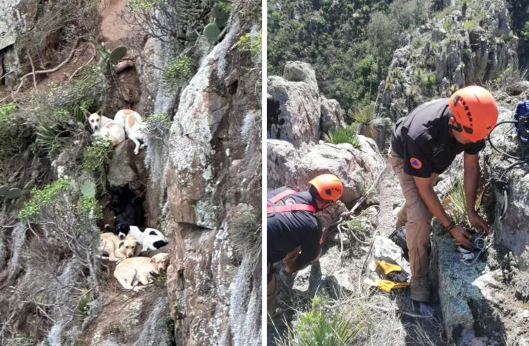 Rescatan a 7 perritos atrapados en montaña en Pachuca