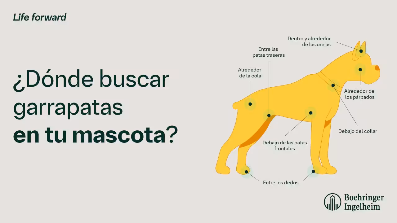 Dónde buscar garrapatas en tu mascota