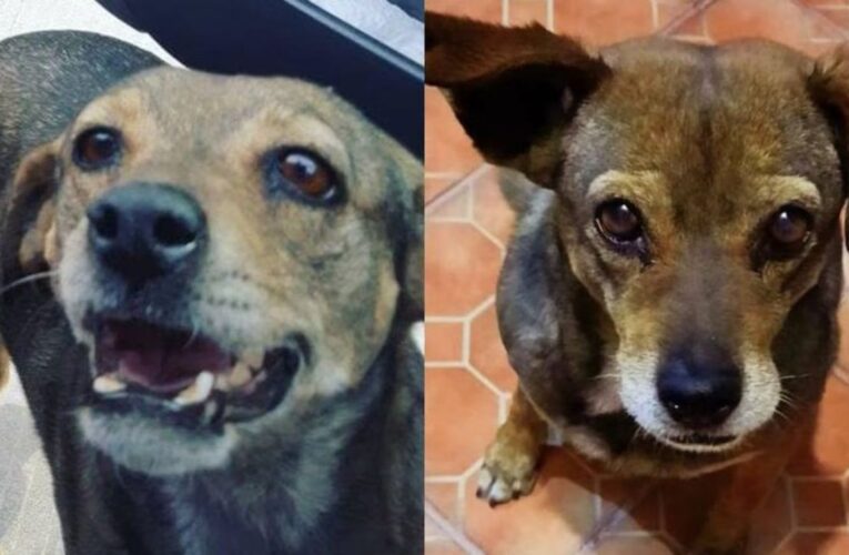 Perrita muere tras ser atropellada por segunda vez por el mismo conductor