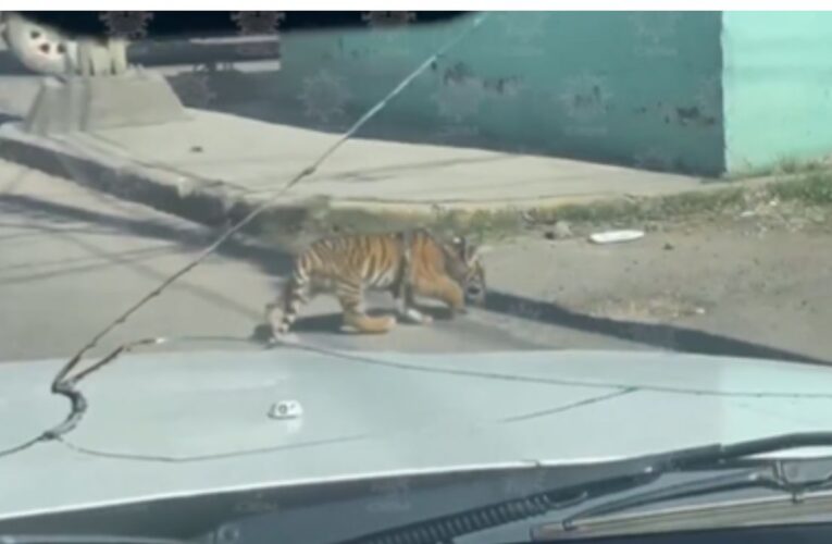 Cachorro de tigre deambula por calles de Durango