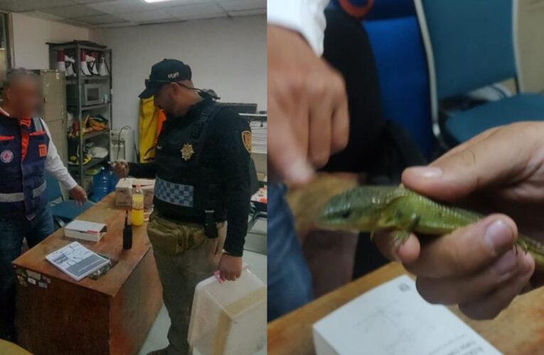 Resguardan a lagarto encontrado en la estación Cuauhtémoc del Metro