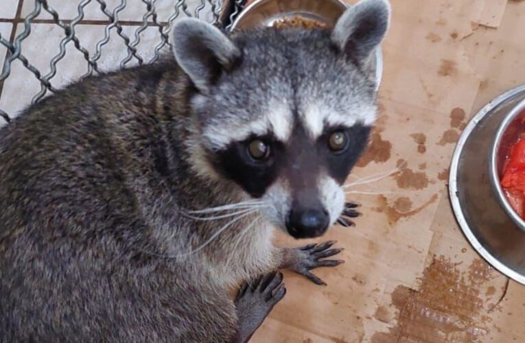 Resguardan a mapache que se encontraba dentro de una vivienda en Iztapalapa