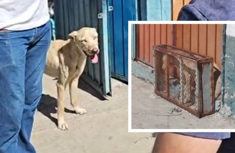 Rescatan a perrita encerrada en jaula diminuta por dueños de un taller en Puebla