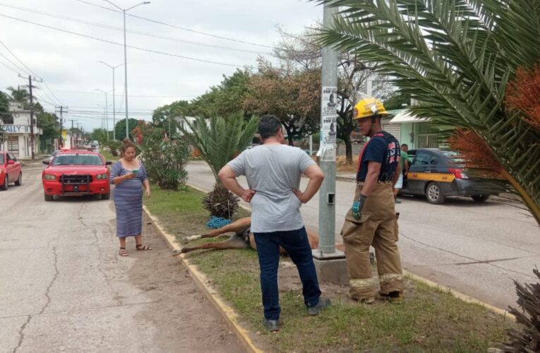 Muere un caballo a plena calle en Tamaulipas; el tercero en menos de un mes