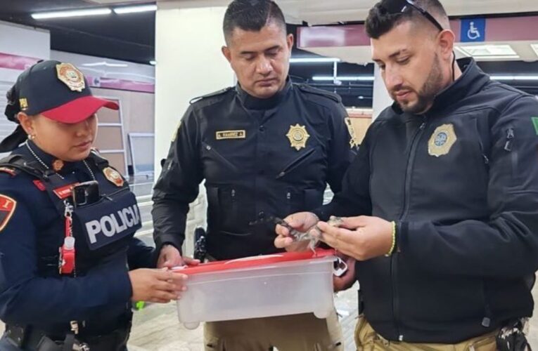 Valoran a dos bebés cocodrilos encontrados en el Metro de la CDMX