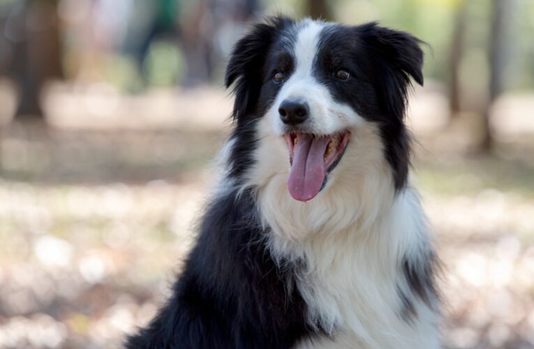 ¿Ya vacunaste a tu perro contra la rabia? La importancia de vacunarlo anualmente