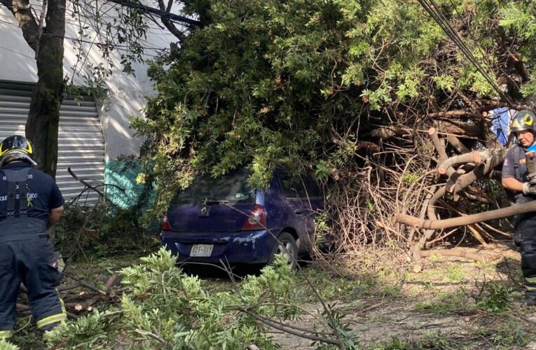 Cae árbol sobre dos autos estacionados en Azcapotzalco