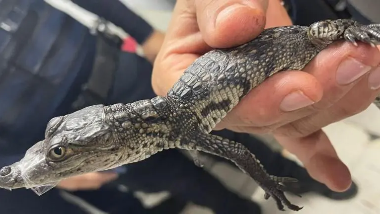 Rescatan reptil bebé en la Línea B del Metro CDMX