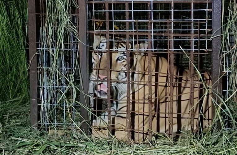 Capturan a tigre que escapó de zoológico en Reynosa