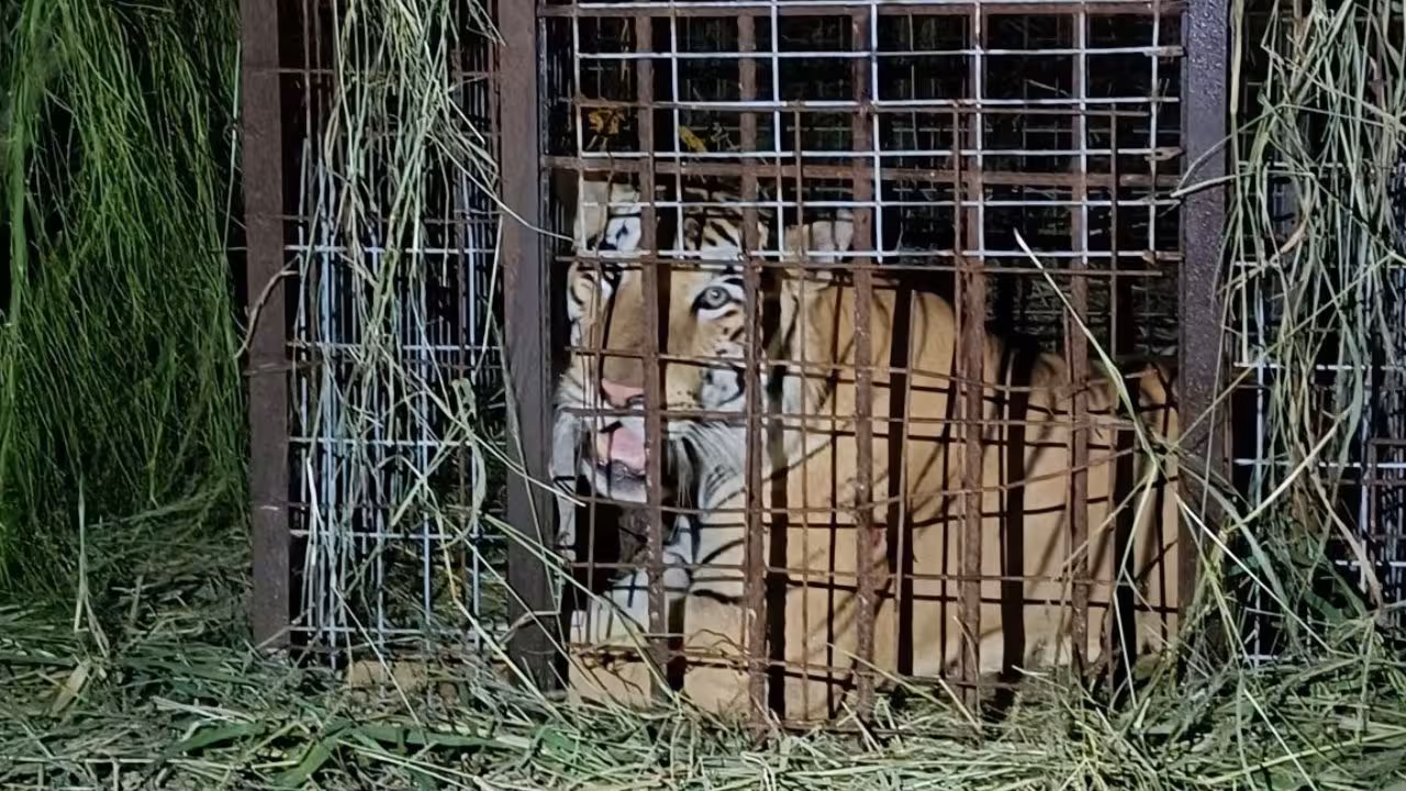 Capturan a tigre que escapó de zoológico en Reynosa