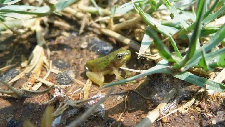 Especies endémicas nativas regresan al humedal de Cuemanco