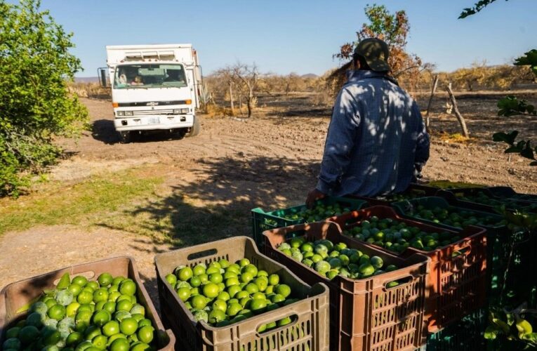 PARA FRENAR EXTORSIONES A LIMONEROS DE MICHOACÁN, EL GOBIERNO ESTATAL ASUME EL CONTROL.