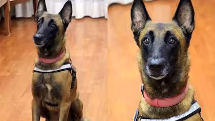 ADIÓS A REX, EL HÉROE CANINO DEL TERREMOTO DE 2017