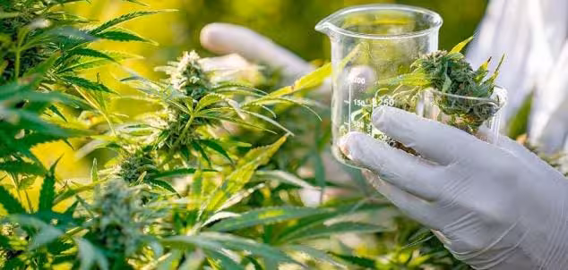 COFEPRIS ALERTA SOBRE RIESGOS DE PRODUCTOS CON CBD ILEGALES
