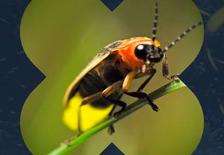 DESCUBRE LOS SANTUARIOS DE LUCIÉRNAGAS EN MÉXICO Y VIVE SU MAGIA