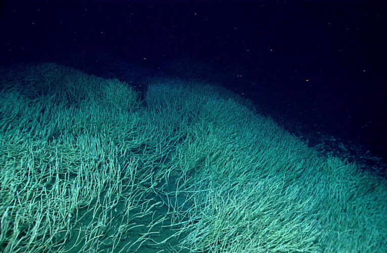 Descubren un ecosistema marino “oasis” a casi 10 km de profundidad entre Rusia y Alaska