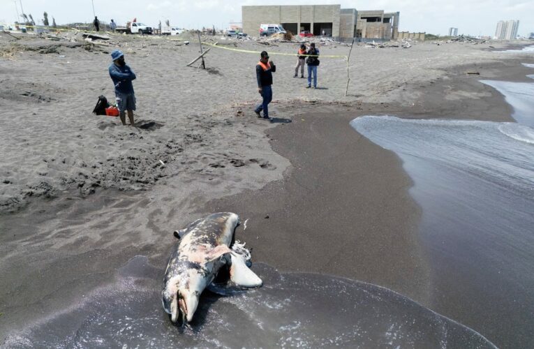 Pemex despliega 15 mdp en ayudas tras derrame de petróleo que afecta 600 km de costa del Golfo