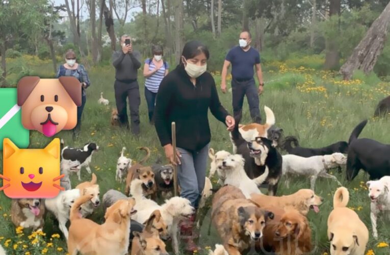 Autorizan adopción de 936 animales rescatados del Refugio Franciscano tras fallo judicial