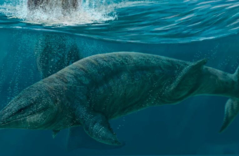 Museo del Desierto presenta hallazgo de mosasaurio y fortalece programas de conservación en Coahuila