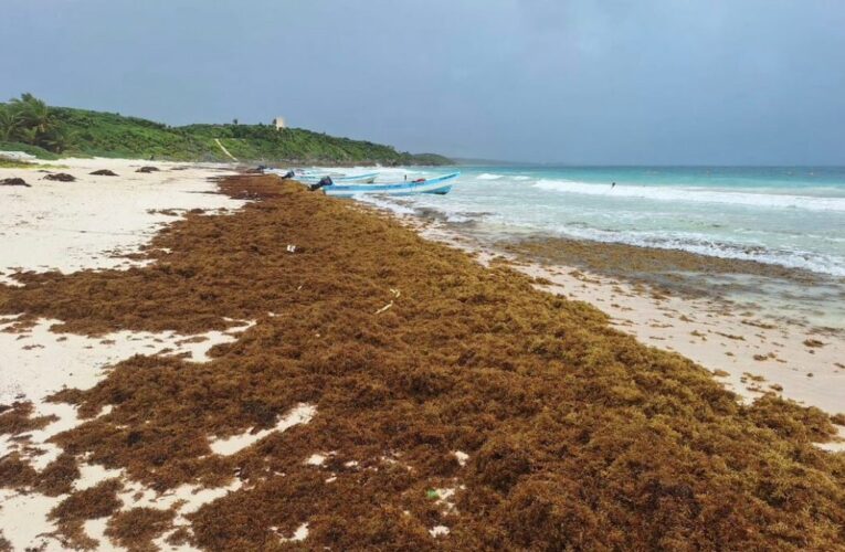 Anuncia gobierno uso de sargazo en obras y refuerza limpieza de playas para Semana Santa