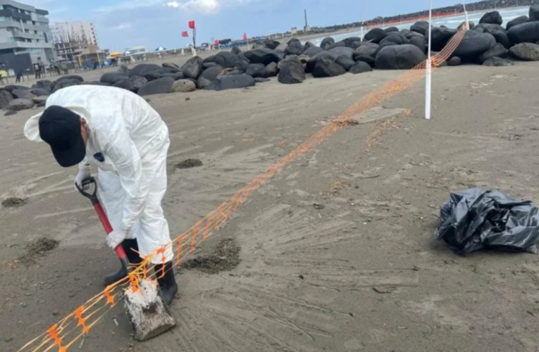 Presenta ASEA denuncia penal por derrame de hidrocarburos en el Golfo; acumulan 785 toneladas de residuos en playas