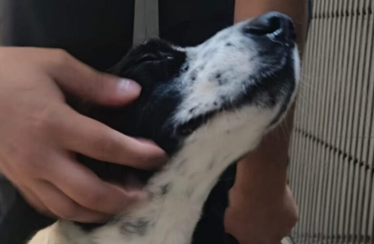 Rescate masivo de mascotas en Los Ángeles