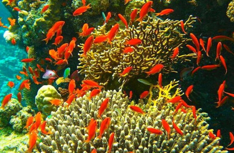 Corredor Arrecifal del Suroeste abarca más de 1.1 millones de hectáreas en el Golfo de México