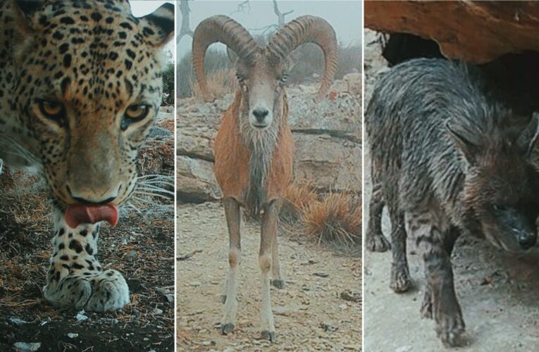 Aseguran fauna exótica y drogas en CDMX; confirman muerte de 34 perros en refugios