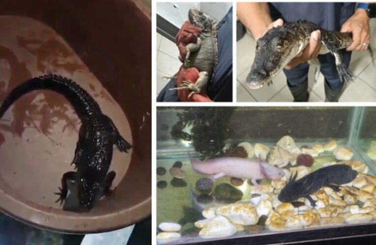 Aseguran 169 dosis de cocaína y cuatro animales exóticos en operativo en Ciudad de México