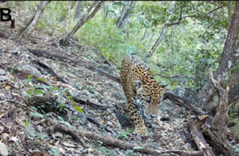 Registran por primera vez jaguar en Reserva de la Biosfera Sierra Gorda de Guanajuato