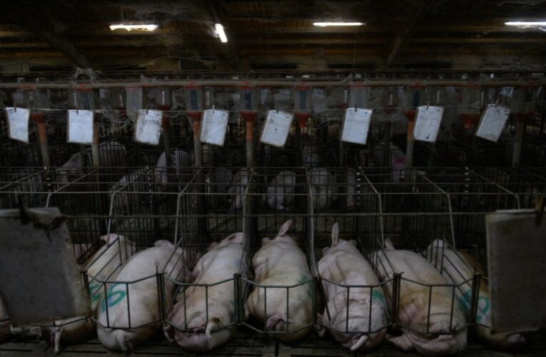 ONU y FAO alertan sobre impacto de ganadería industrial y deforestación en México